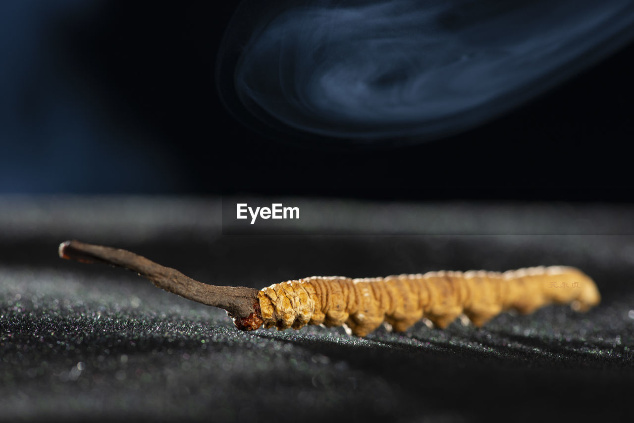 macro photography, close-up, no people, animal, animal themes, selective focus, one animal, nature, black background, larva, indoors, food and drink, food, insect, worm