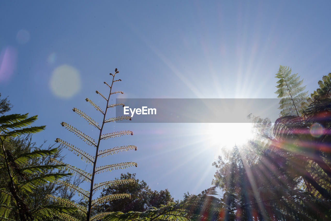 SUN STREAMING THROUGH PALM TREES AGAINST SKY