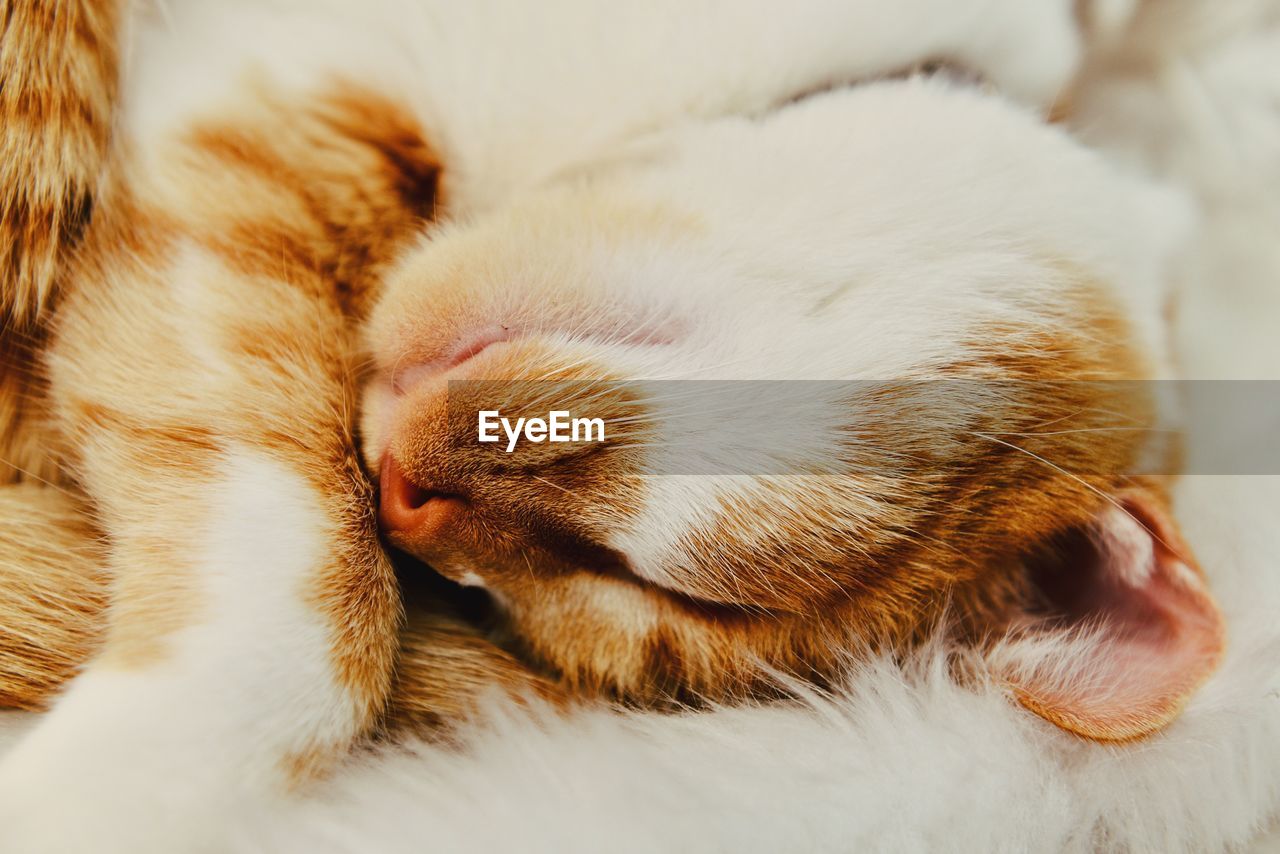 close-up of cat sleeping