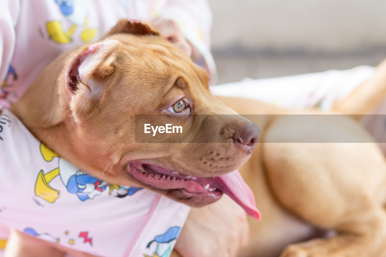 Close-up of dog