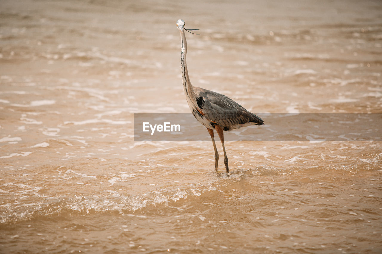 View of a bird on beach