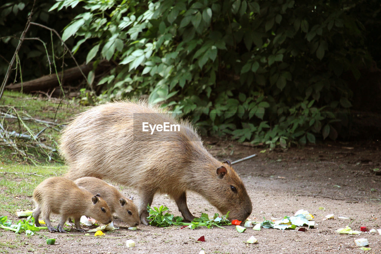 animal, animal themes, mammal, animal wildlife, wildlife, no people, nature, group of animals, rodent, eating, plant, outdoors, day, young animal, food, land