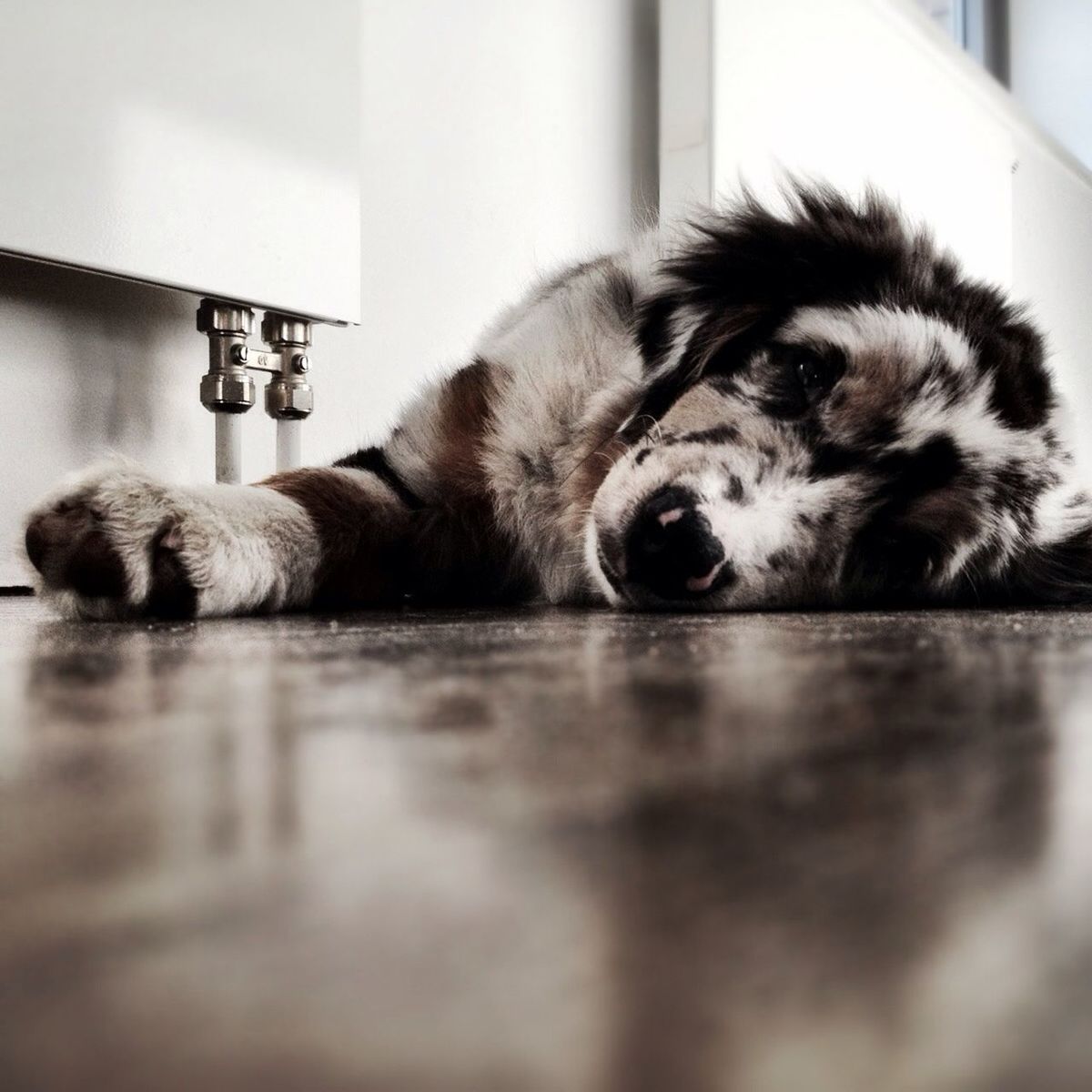 Portrait of dog relaxing on floor at home