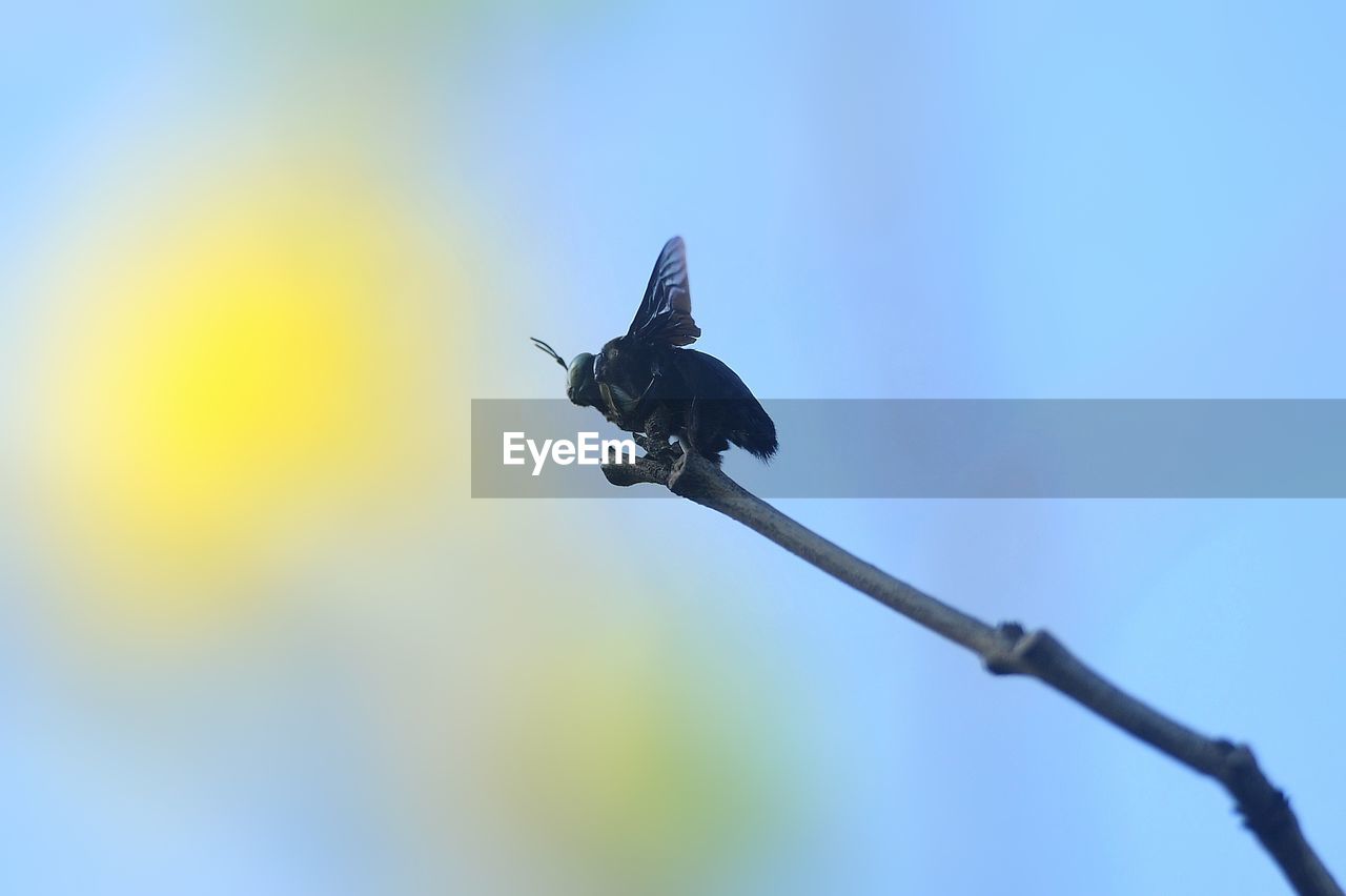 animal, animal themes, animal wildlife, blue, bird, wildlife, one animal, no people, nature, flying, day, outdoors, sky, branch, low angle view, animal body part, copy space
