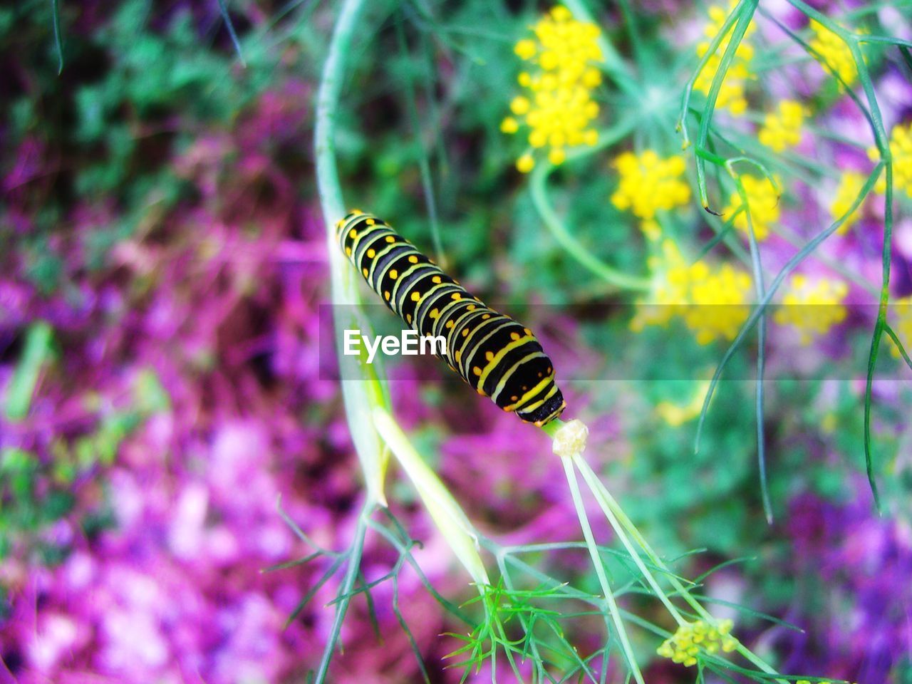 High angle view of caterpillar on plant