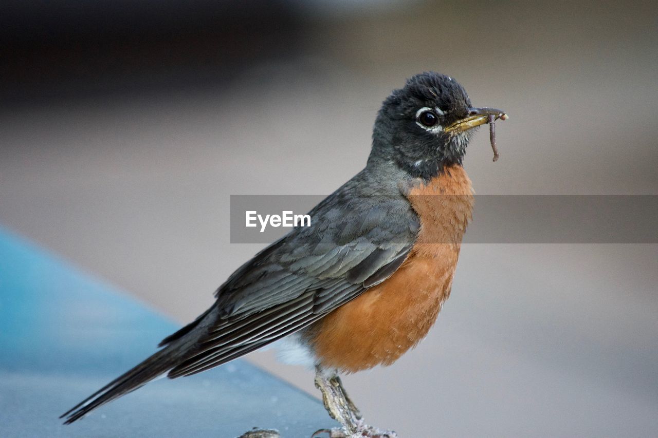 Close-up of bird perching