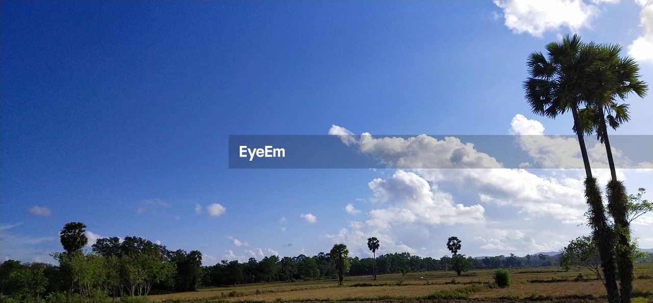 LOW ANGLE VIEW OF TREES ON LANDSCAPE AGAINST BLUE SKY
