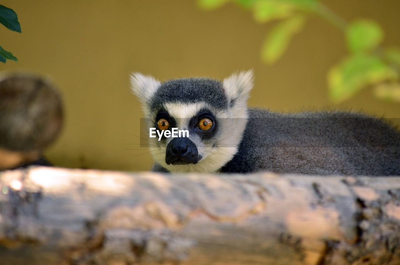 Close-up portrait of lemur