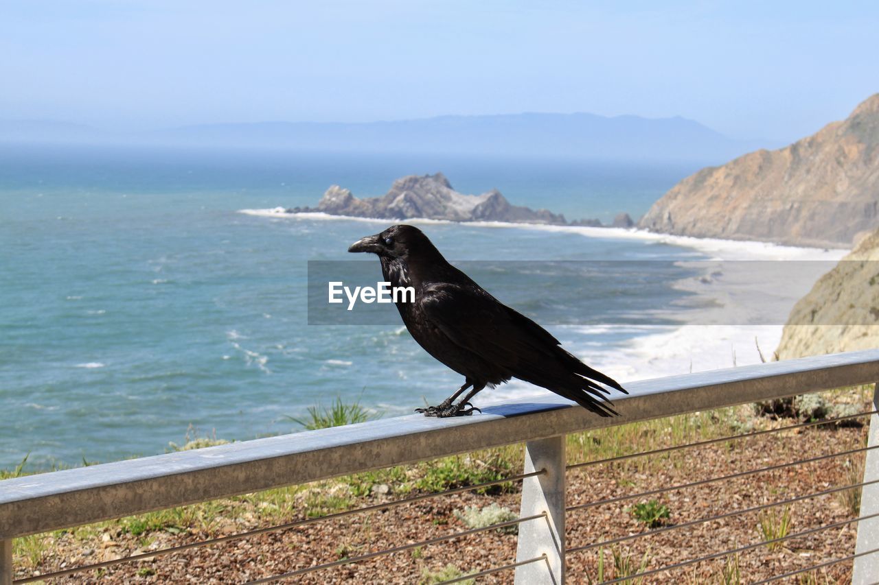 Bird perching on railing by sea against sky