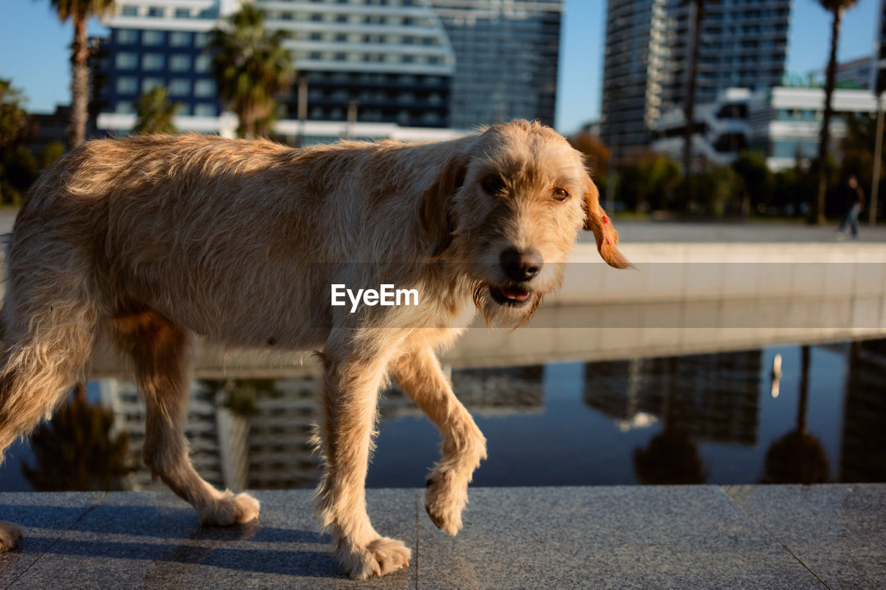 pet, mammal, animal themes, animal, dog, one animal, domestic animals, canine, architecture, city, no people, carnivore, day, standing, building exterior, built structure, puppy, focus on foreground, sunlight, golden retriever, nature, outdoors, street, side view
