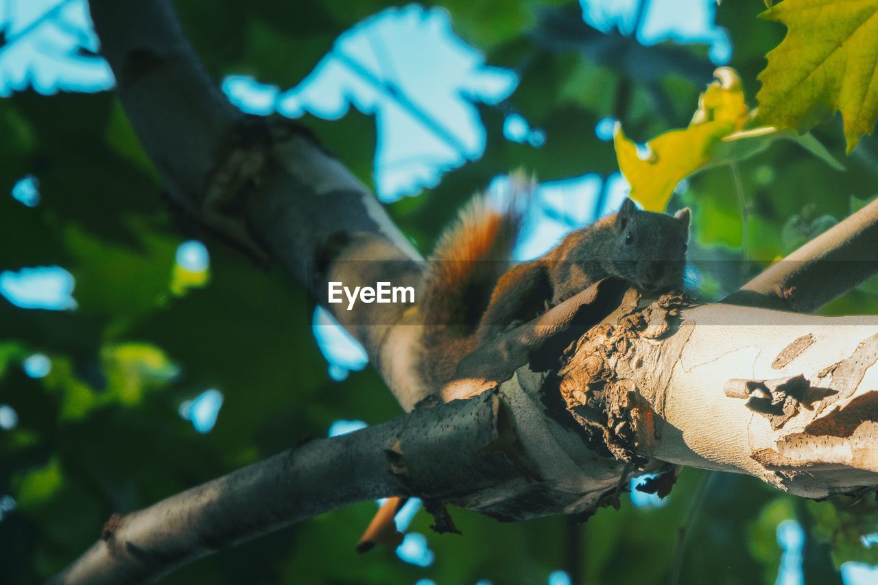 LOW ANGLE VIEW OF A HAND FEEDING ON TREE