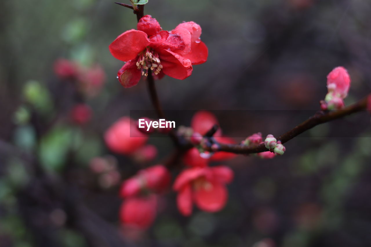 CLOSE-UP OF PINK FLOWERING PLANTS