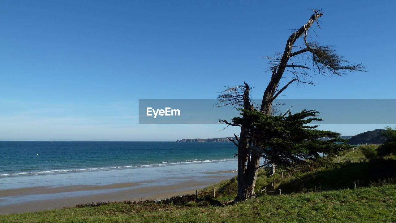 TREE ON BEACH AGAINST CLEAR BLUE SKY