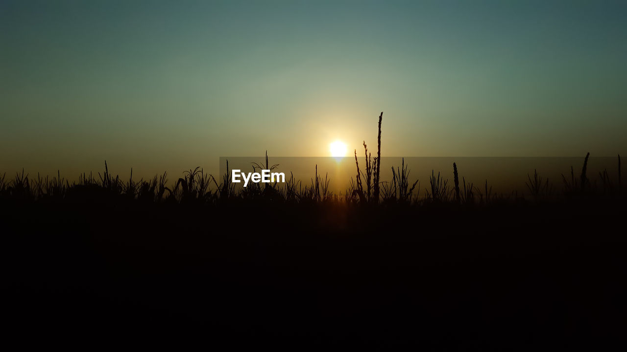 Silhouette plants on land against sky during sunset