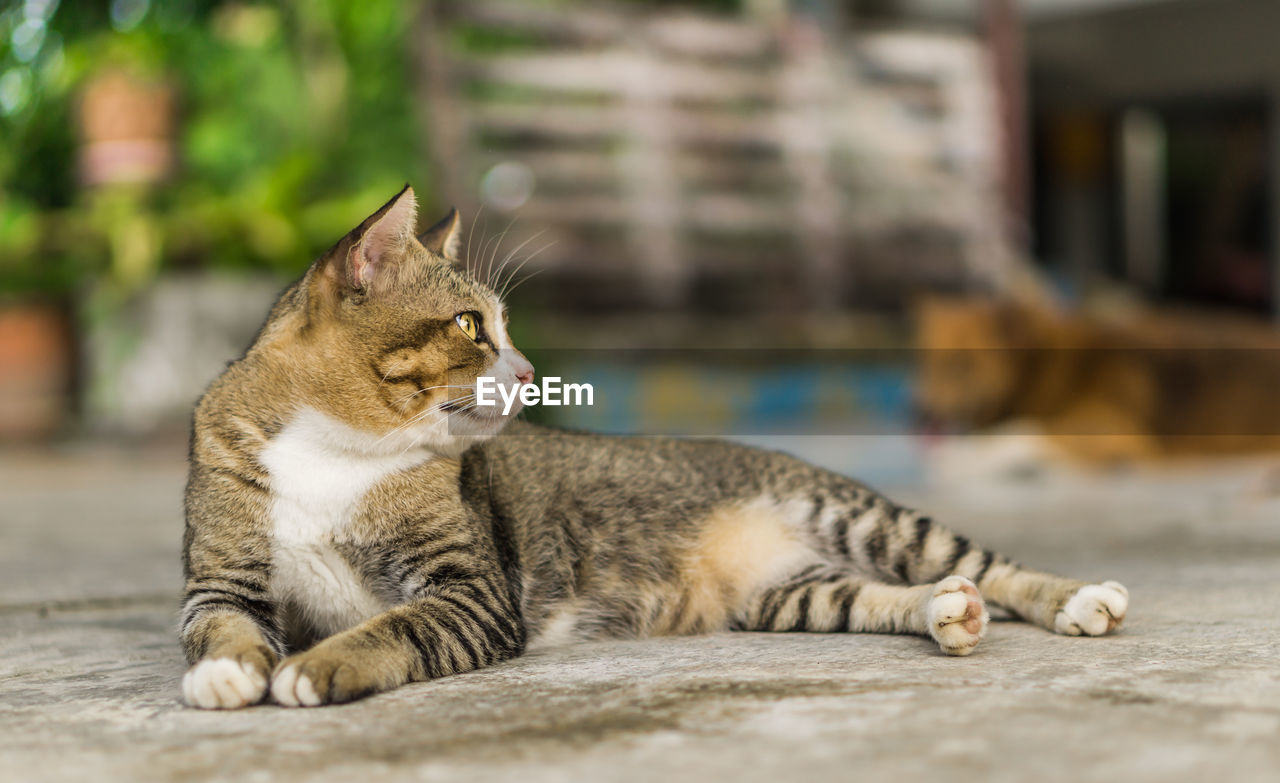 Close-up of cat resting on footpath