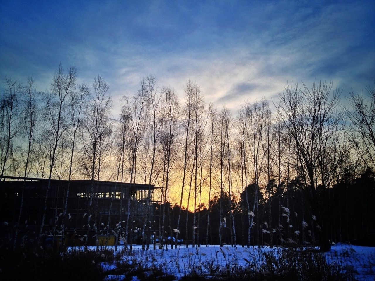 View of bare trees against the sky