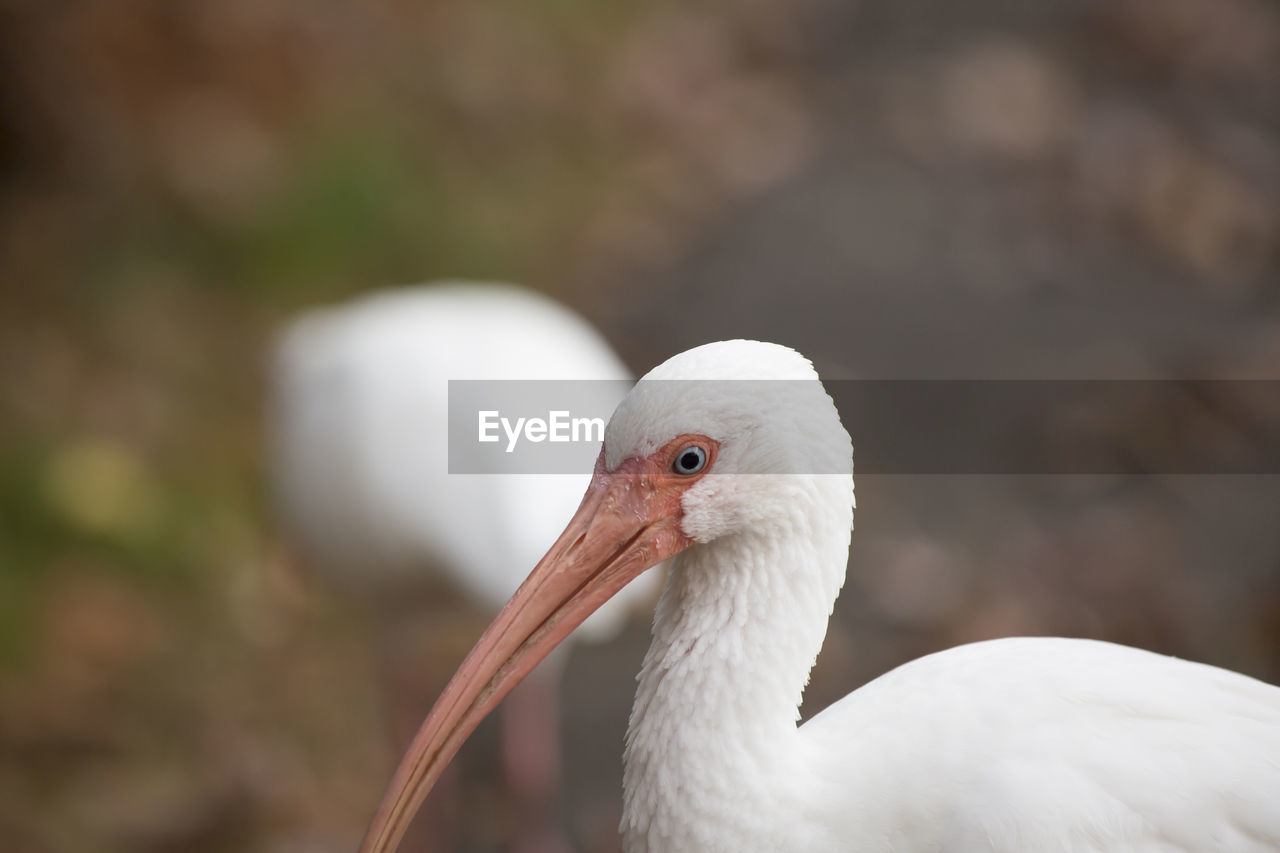 White ibis eudocimus albus