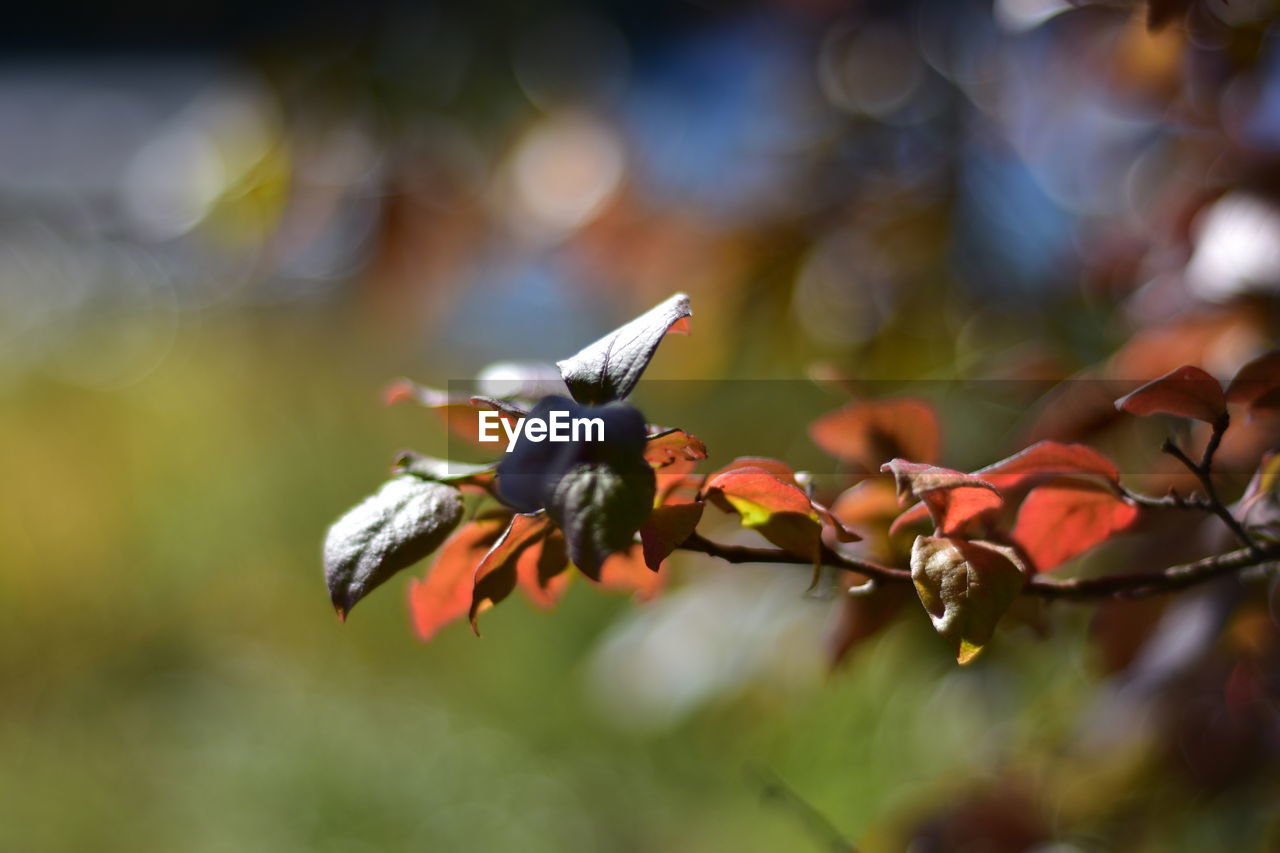 Close-up of flowering plant