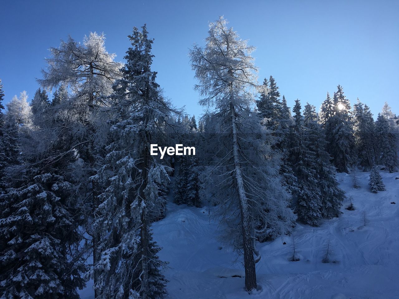 TREES IN SNOW COVERED FOREST