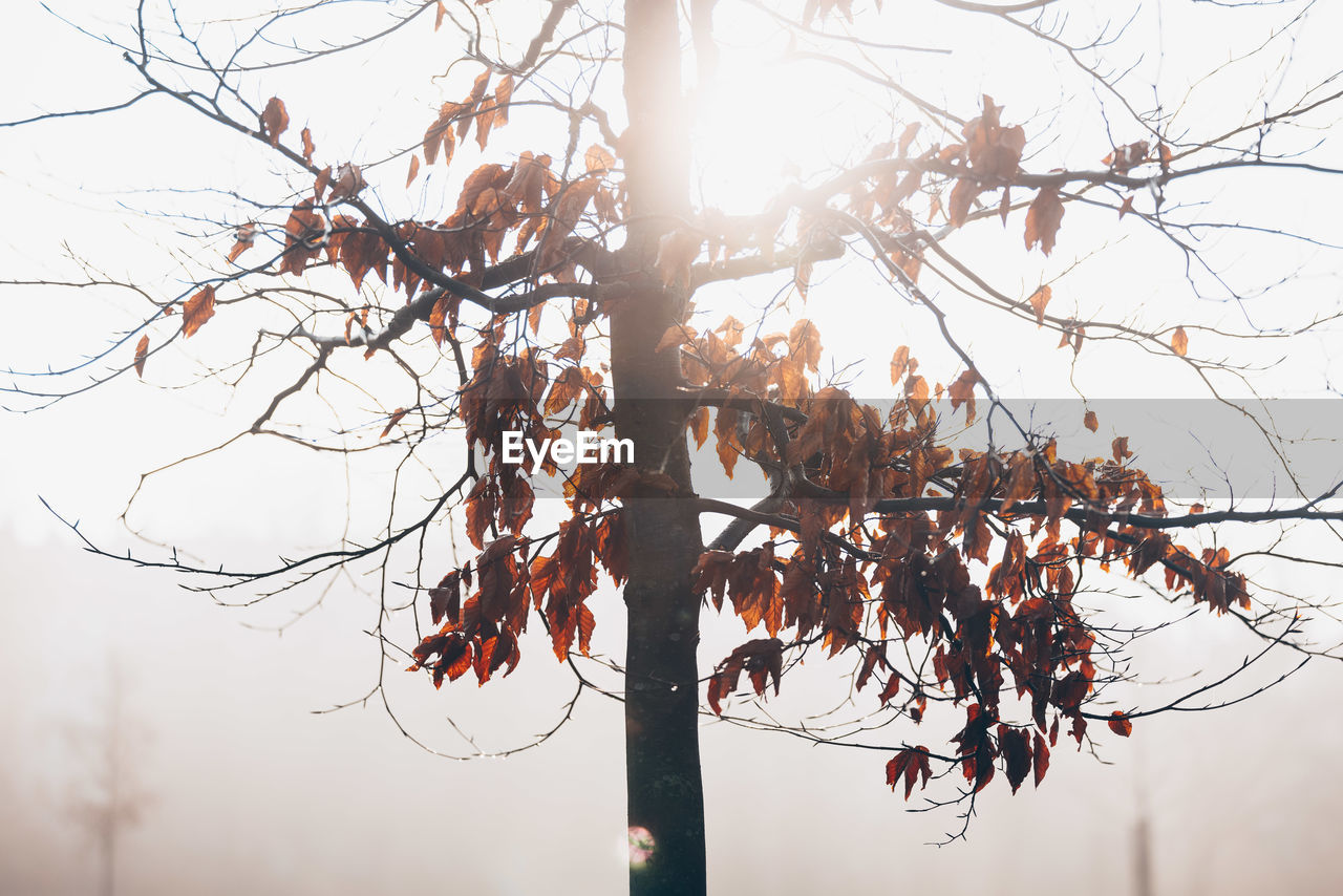 tree, plant, branch, nature, winter, spring, sky, twig, no people, flower, beauty in nature, bare tree, outdoors, leaf, autumn, tranquility, day, low angle view, growth, sunlight, silhouette, tree trunk, trunk, morning