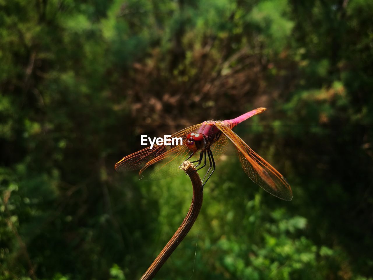 Close-up of insect on plants