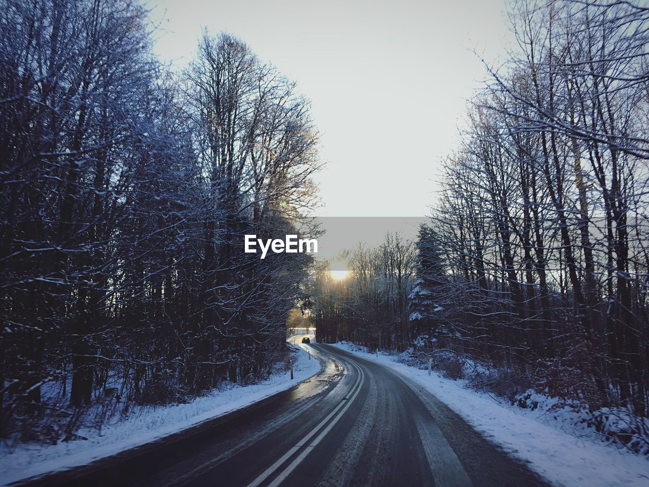 Empty road along trees