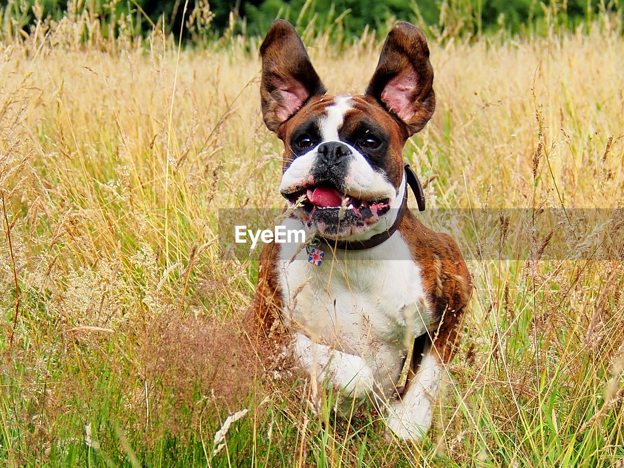 Close-up of dog standing at grassy field