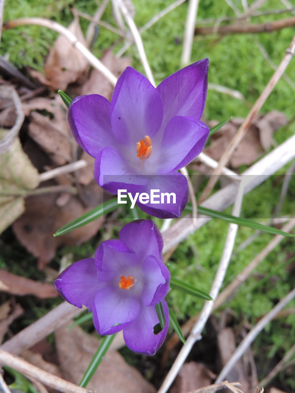 CLOSE-UP OF PURPLE CROCUS BLOOMING