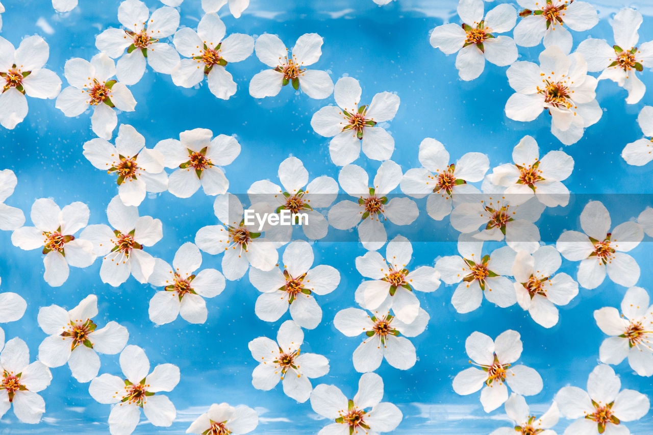 Flat lay of floating wild cherry white flowers with drops on the surface of water,  blue background
