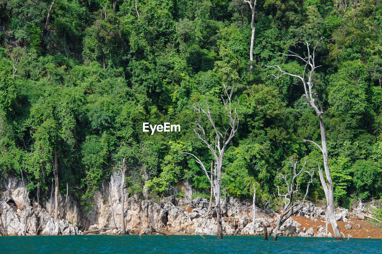 SCENIC VIEW OF ROCKS IN FOREST