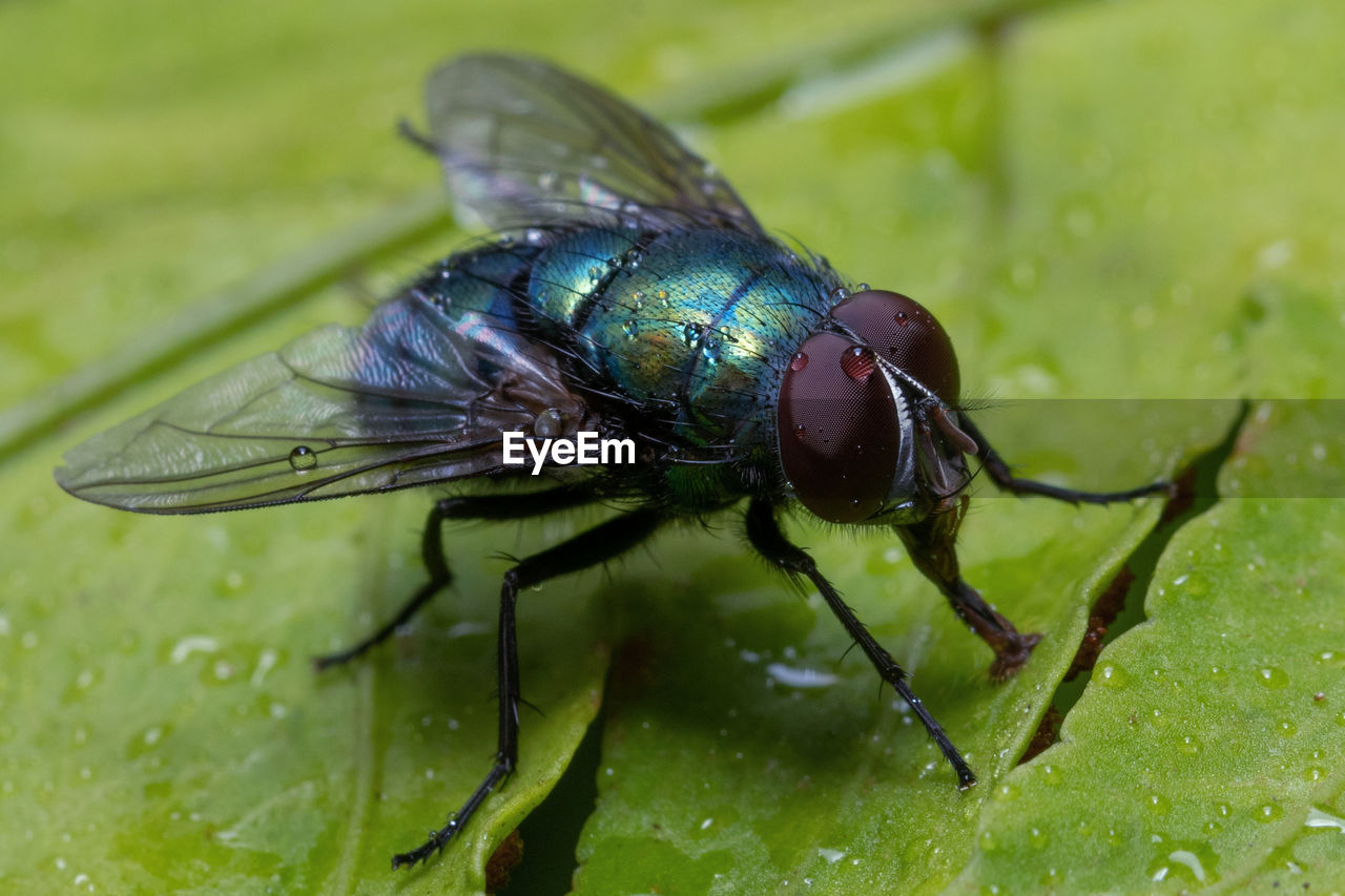 animal themes, animal, insect, animal wildlife, fly, one animal, macro photography, green, wildlife, close-up, animal wing, nature, beetle, pest, macro, plant part, leaf, wet, drop, water, no people, plant, animal body part, outdoors, housefly, focus on foreground, environment, extreme close-up, flower