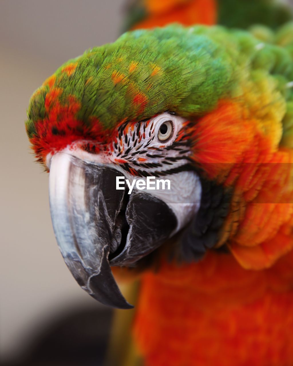 Close-up of a parrot