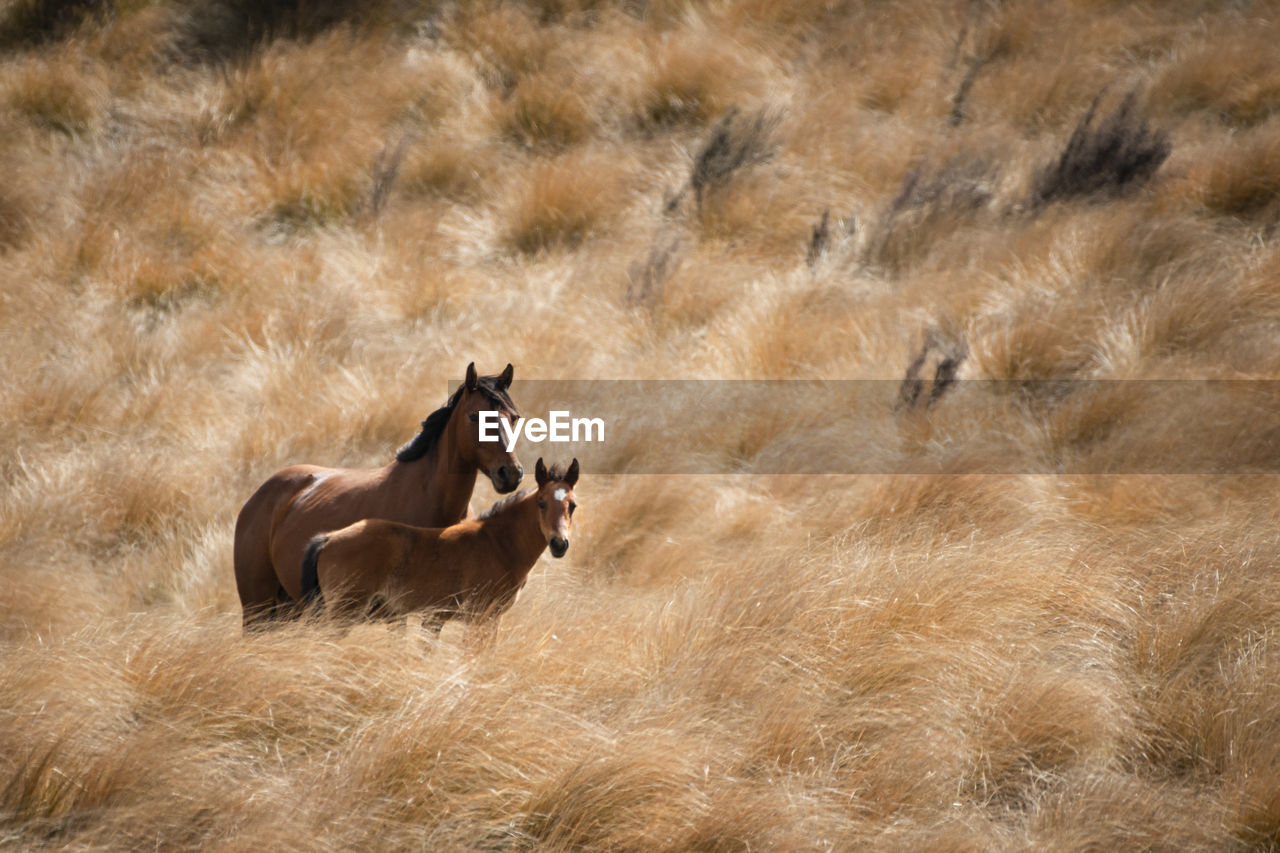 VIEW OF HORSES IN THE ANIMAL