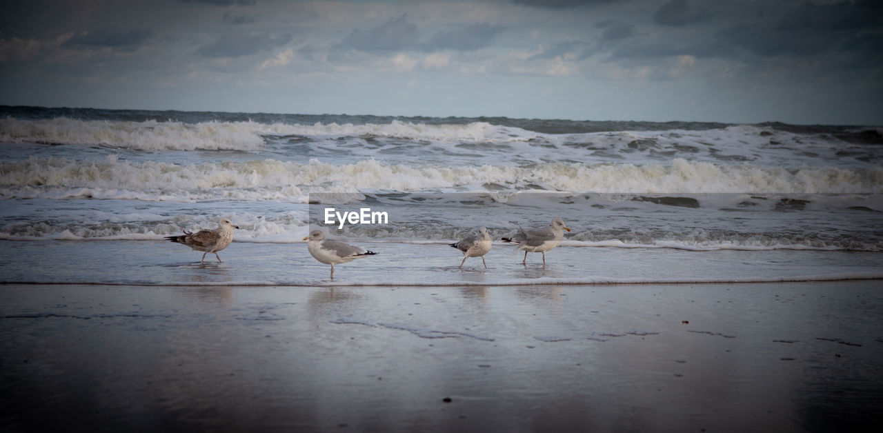 BIRDS ON THE BEACH