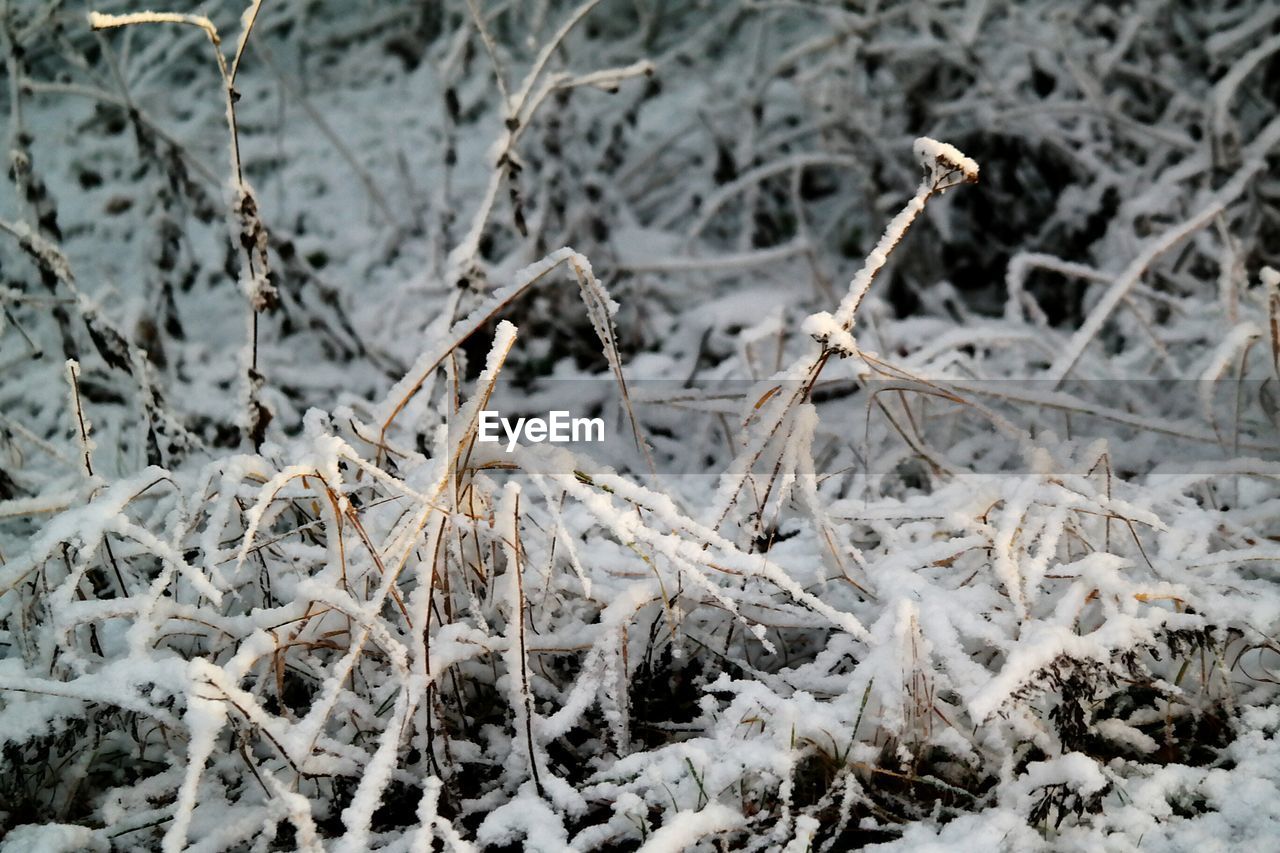 High angle view of snow on dry plants