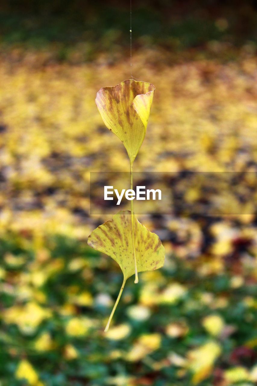 Close-up of yellow flower