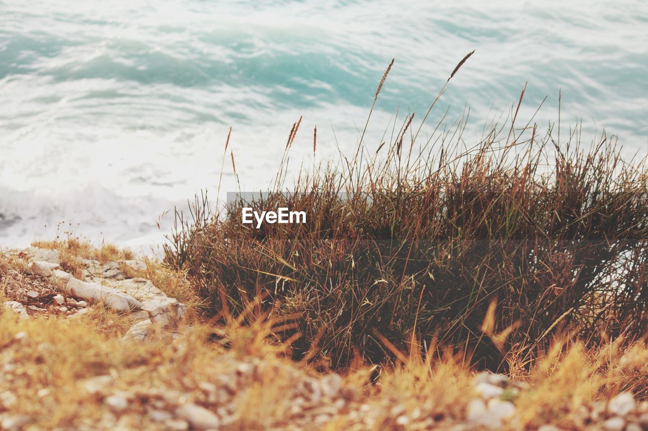 CLOSE-UP OF GRASS ON SHORE