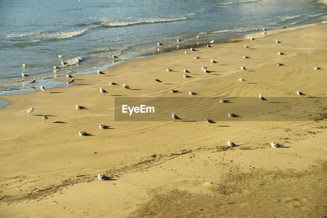 Large colony of seagulls gathered on the beach