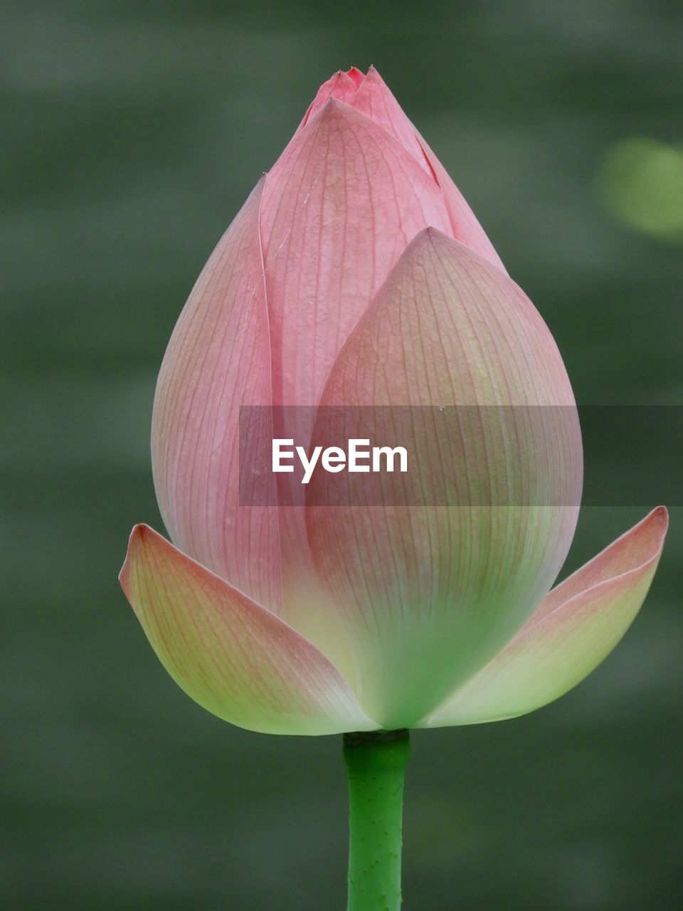 Close-up of pink lily