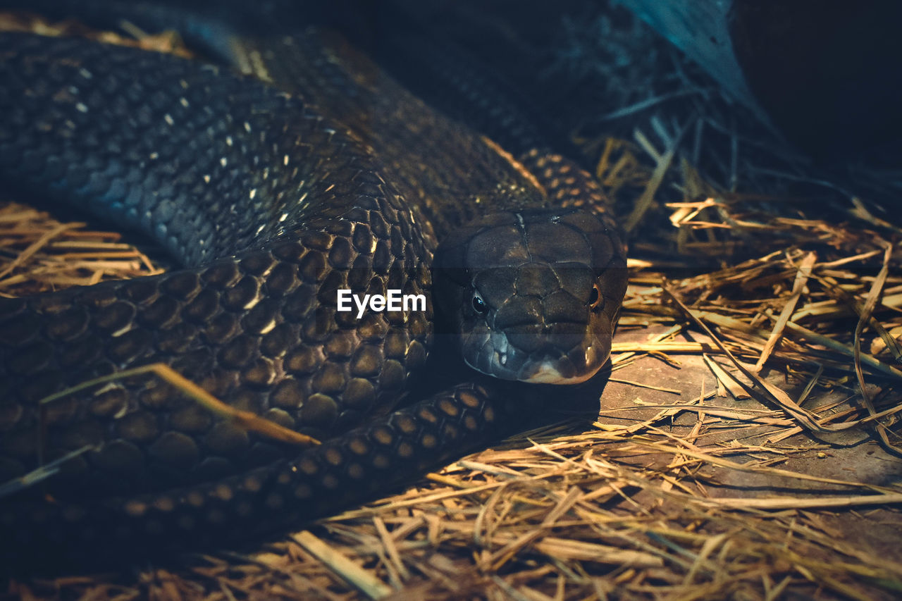 Mexican black kingsnake coiled in zoo