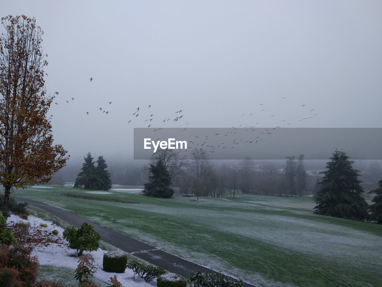 BIRDS FLYING AGAINST SKY