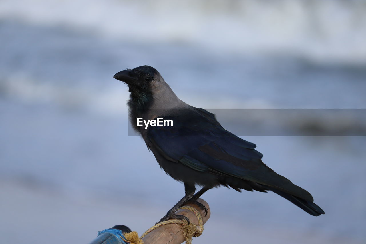 LOW ANGLE VIEW OF BIRD PERCHING ON FINGER