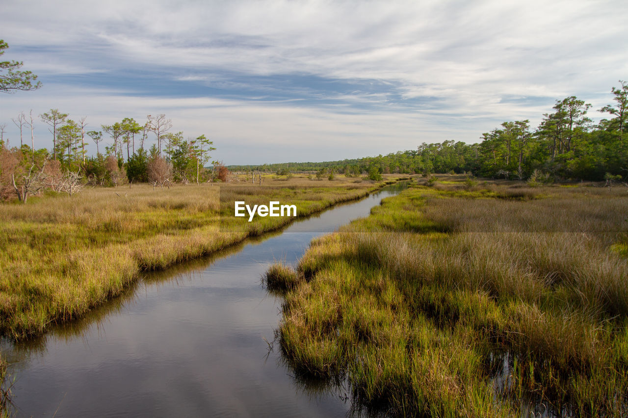 Scenic view of mash and wetlands. croatan national forest, outer banks, north carolina 