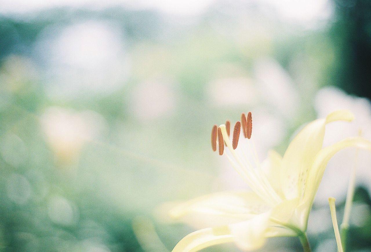 CLOSE-UP OF FLOWERS BLOOMING OUTDOORS