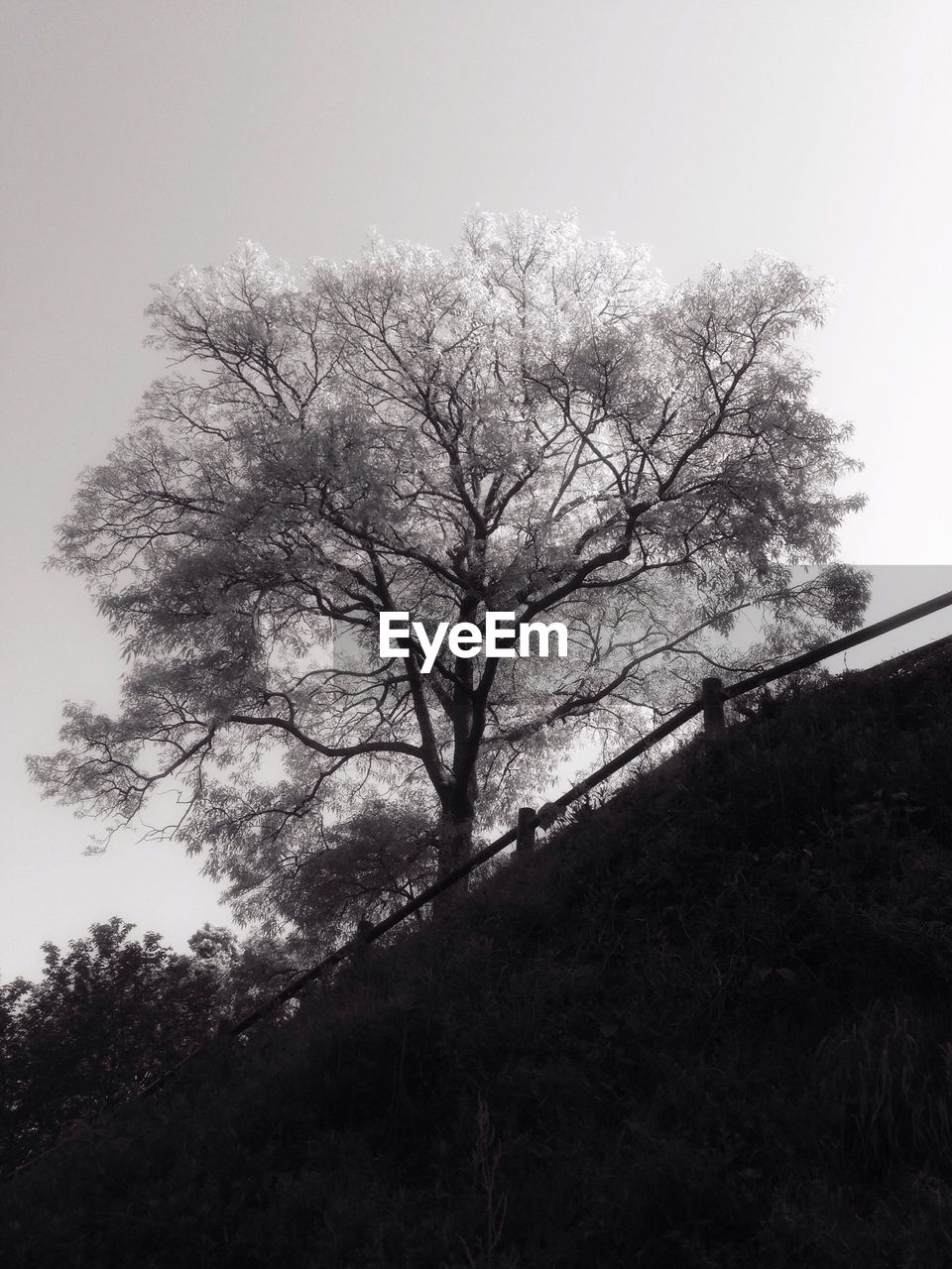 LOW ANGLE VIEW OF TREES AGAINST SKY