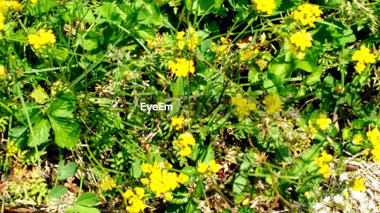 CLOSE-UP OF YELLOW FLOWERS