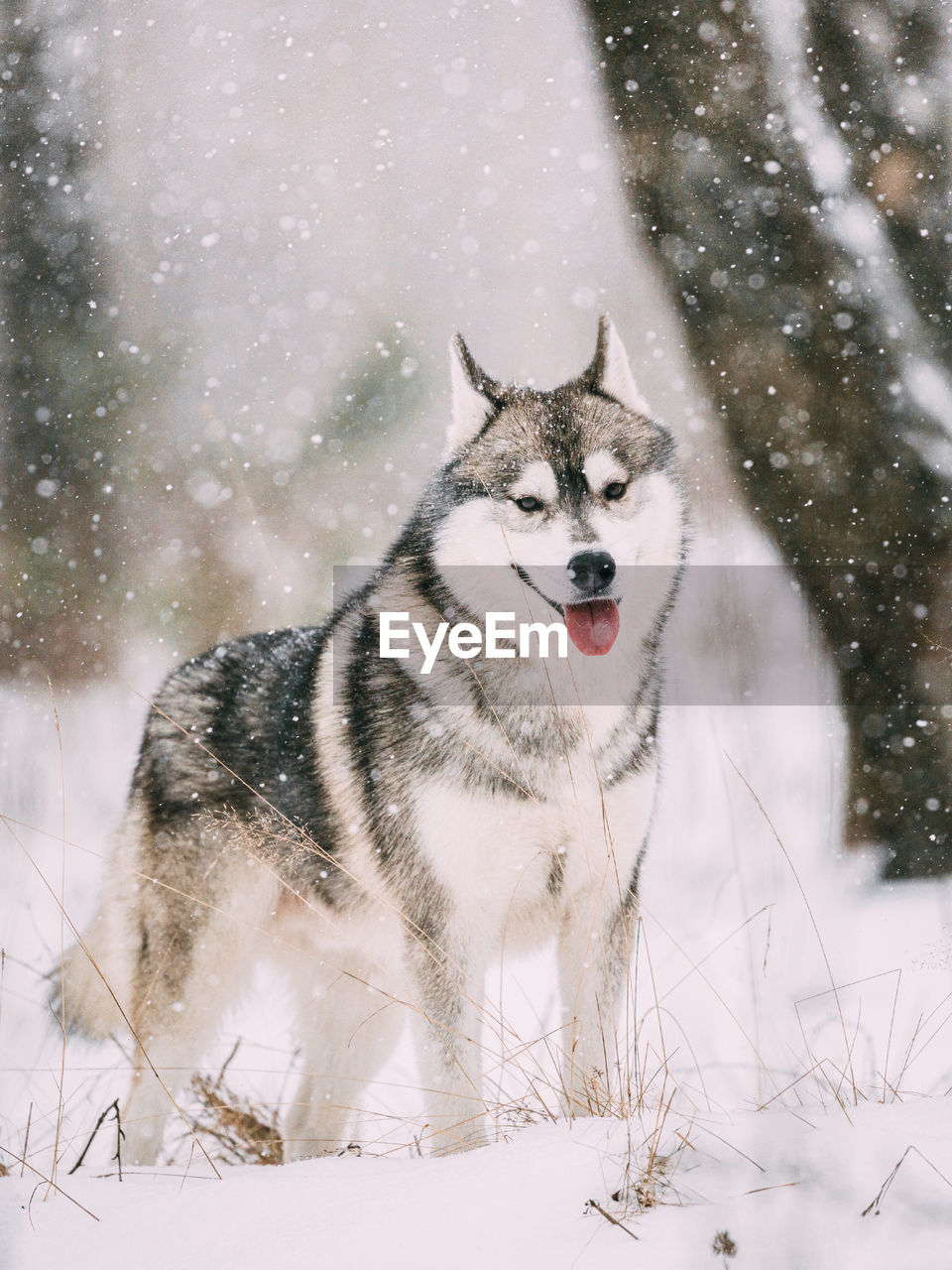 close-up of dog walking on snow covered field