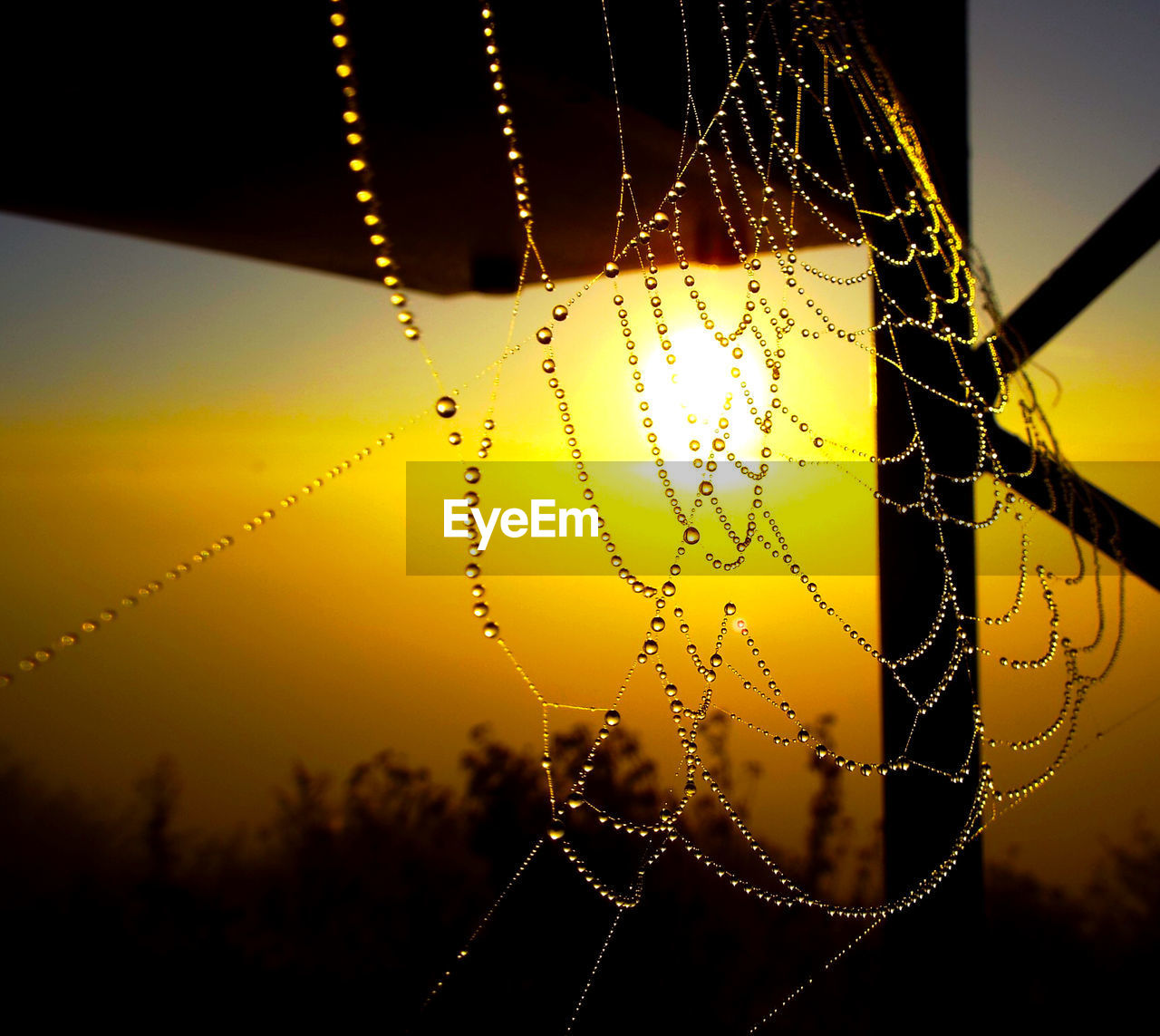 Close-up of water drops on spider web at sunset