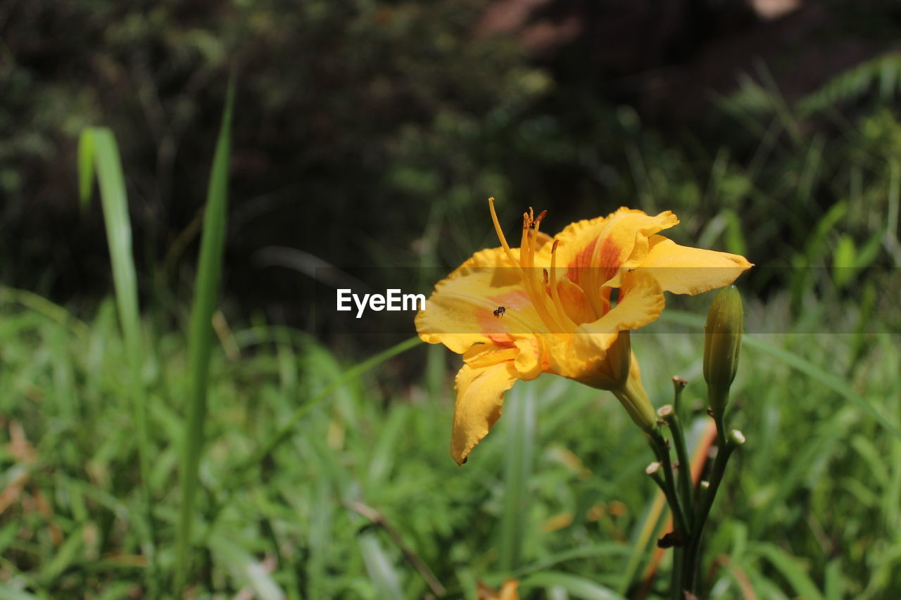 Close-up of yellow flowering plant on field