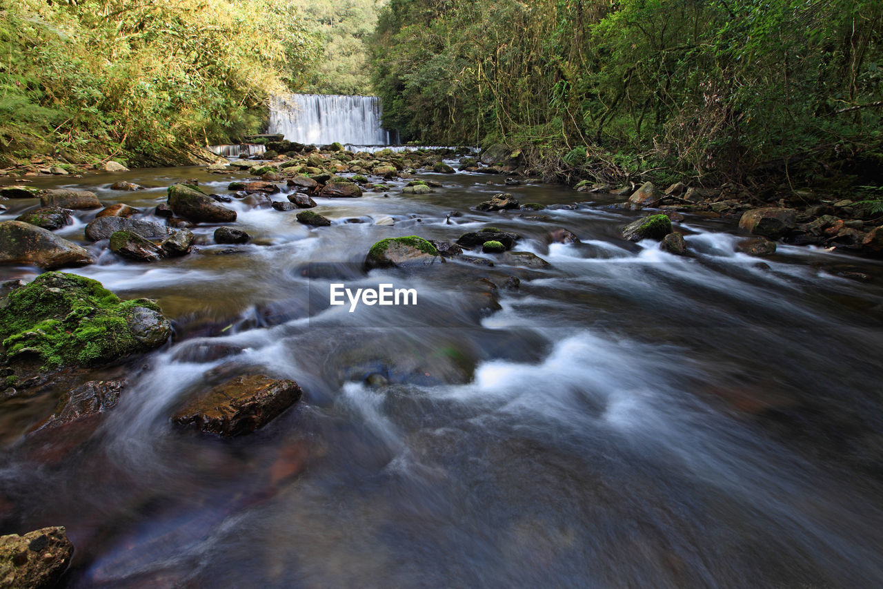 STREAM FLOWING THROUGH FOREST